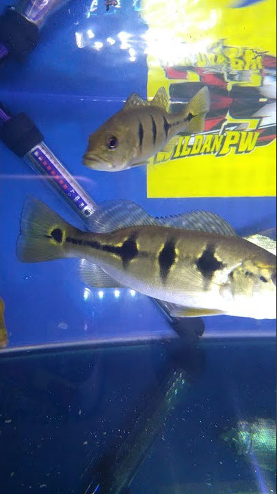 cara merawat baby ikan peacock bass, dari 4cm sampai 15cm cuma dalam 2minggu guys 🐟