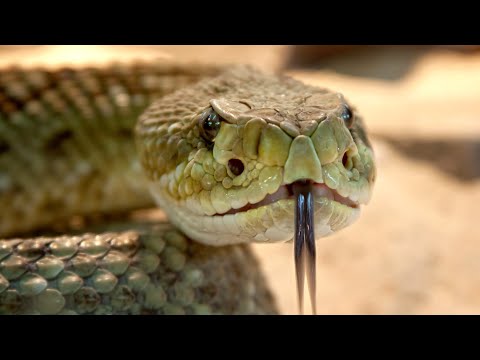 документальный фильм про опасных змей в мире #змеи