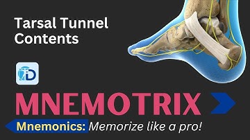 How to Remember Tarsal tunnel contents - Mnemonic - Mnemotrix  - Part 1 | DMA