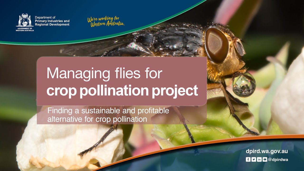Managing flies for crop pollination | Department of Primary Industries ...