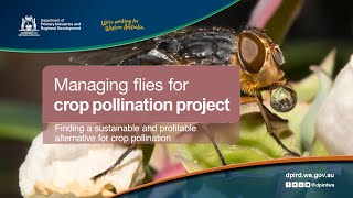 Managing flies for crop pollination | Department of Primary Industries and Regional Development