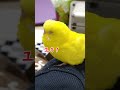 ついに食べられてしまった主