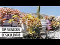 15 SUCULENTAS QUE HAN FLORECIDO Y SUS NOMBRES #mitopflor | MILICIENTA