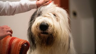 Train Your Old English Sheepdog: Tips for Success!