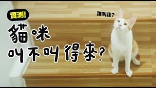 【黃阿瑪的後宮生活】貓咪叫不叫得來