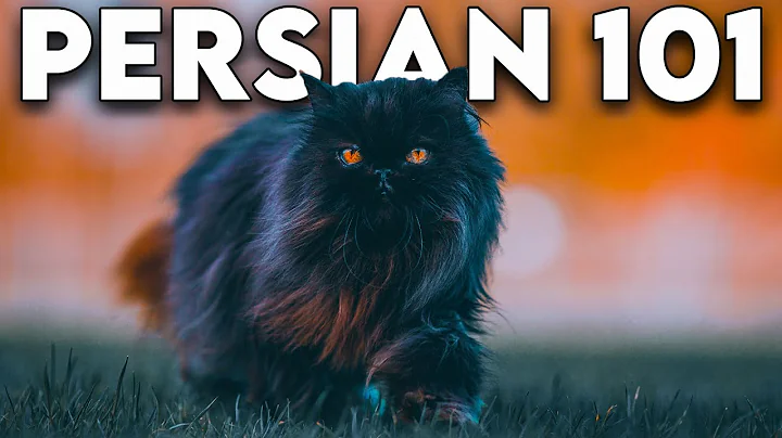 Persian Cat 101 - Literally Everything You Need To Know (Updated) - DayDayNews