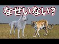 トラのように大きなイヌ科動物がいない理由がこちら【解説】