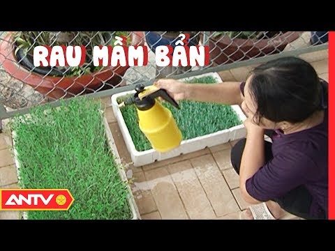 Nguy cơ ngộ độc chết người từ RAU MẦM xanh mơn mởn | TPSHB | ANTV | Mua đặc sản 3 miền