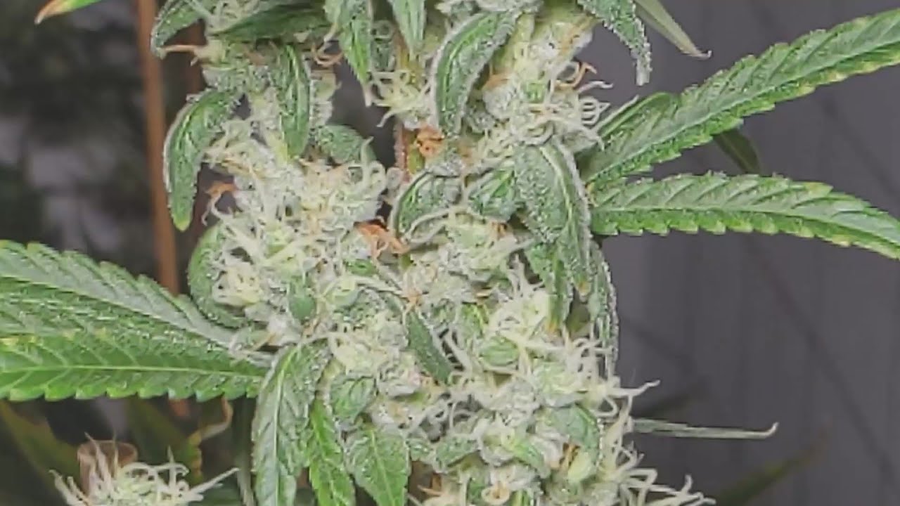 Flowering days 42 & 3.   42 & 3...WTF?!    🤔😘