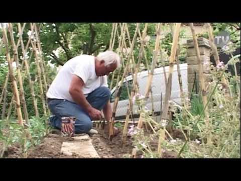 Vidéo: Haricots ailés asiatiques - En savoir plus sur la culture des haricots ailés