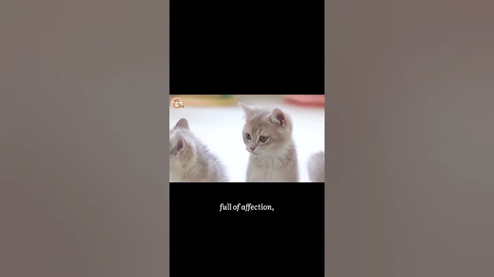 Watch the video about Lilac Golden Shaded British Shorthairs in Singapore