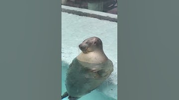 What If Subcutaneous Fat Proves We’re Aquatic Apes? #Shorts