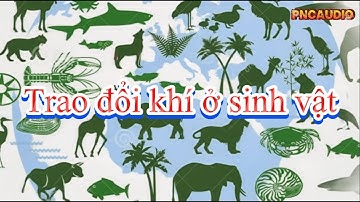 KHTN 7 (Sinh học) - Trao đổi khí ở sinh vật - Gas exchange in organisms - biology video - PNCaudio
