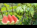 Я вырастил арбуз дома