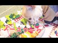 元保育士が作る犬用ノーズワーク【フレンチブルドッグのおかか】【frenchibulldog】241