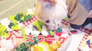 元保育士が作る犬用ノーズワーク【フレンチブルドッグのおかか】【frenchibulldog】241