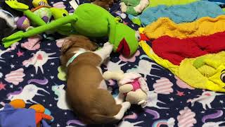 Puppy plays itself to sleep 🐶 by BassetBottomBassets European Basset Hound Puppies 224 views 2 years ago 55 seconds