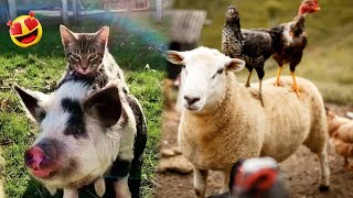 New Funniest Farm Animals by Animals Fun Time 1,116 views 3 months ago 10 minutes, 34 seconds