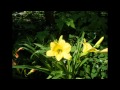 朝花 (Asabana)