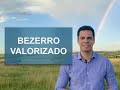 GRANDE OPORTUNIDADE COM O BEZERRO VALORIZADO