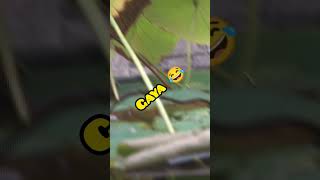 I Made A Card Machine Gun