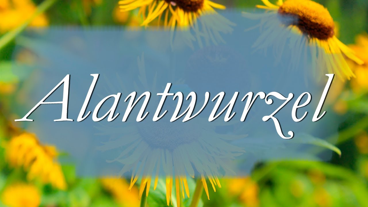 Alantwurzel für unseren Teevorrat / Alantwurzel für Lunge und Leber / Naturapotheke / Heilwurzel