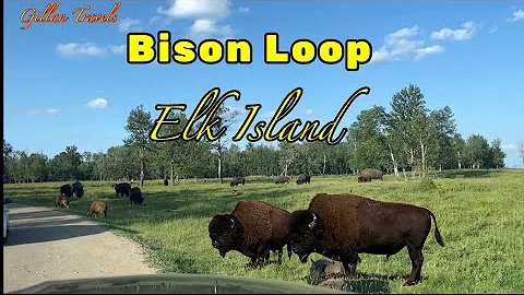 Driving the Bison Loop // Elk Island // Alberta Canada
