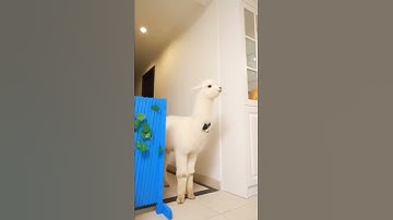 Cute Llama Alpaca can Attack Human | Hilairous | Funniest Animals Videos | #Shorts #169