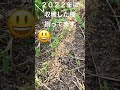 [畑の記録7/5]パクチーの様子　古い種は芽🌱が出ません