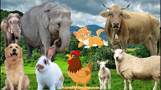 Farm Animal Sounds: Cat, Dog, Chicken, Cow, Sheep, Rabbit  Animal Sounds