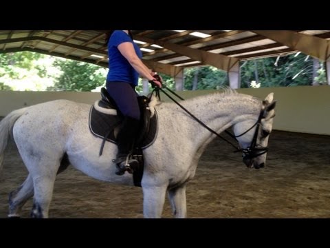 Thoroughbred Trot RidgewoodBlues OTTB