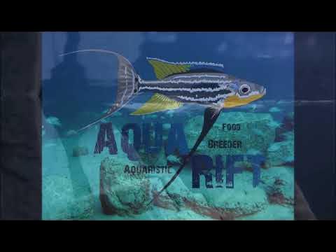 Filtre complet exhausteur turbo pro spécial élevage - AQUARIFT