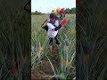 Pineapple Hand Harvest: Cutting ripe fruit between the leaves and loading it into a back basket