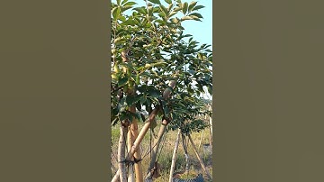 Hồng tứ Quý. cây tại vườn. 097 699 8405