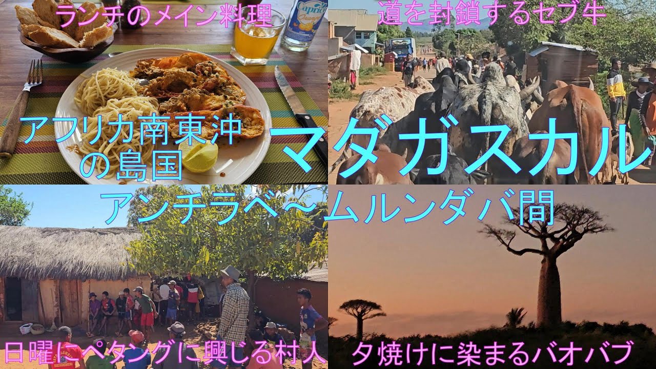 アフリカ南東沖の島国で固有種の宝庫マダガスカル。マダガスカル第３の都市アンチラベからバオバブ並木で有名なムルンダバへ車で長距離移動しました（2025年5月18日～19日）