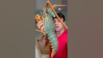 Cooking MASSIVE Green Lobster