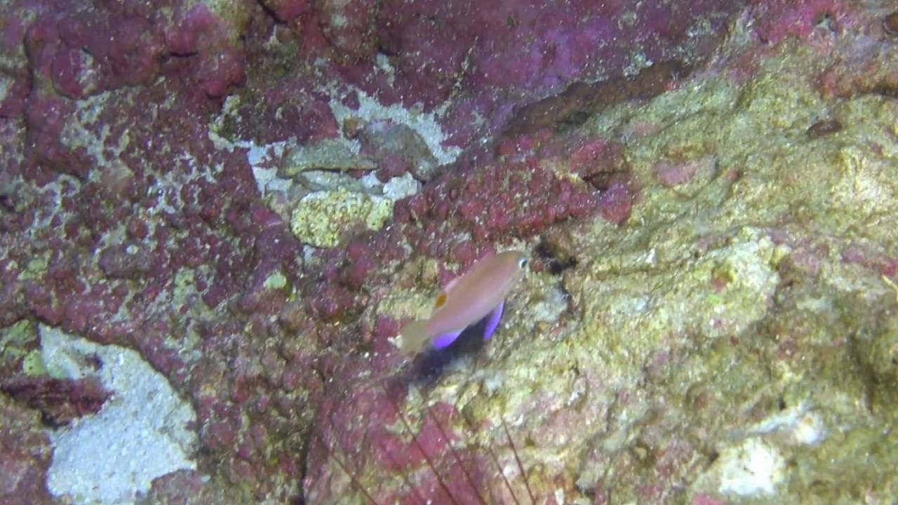 Tosanoides obama (Cropped 1080) - YouTube