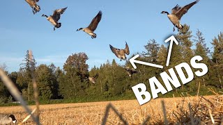 SNIPING SIX BANDS From Nasty Hide in Wheat Field!! (Washington Early Season Goose Hunt)