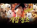개똥과의 전쟁💩 70마리 유기견 견사 오물 폭탄, 청소광이 싹 치우고 왔습니다