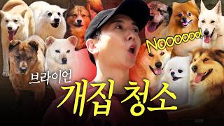 개똥과의 전쟁💩 70마리 유기견 견사 오물 폭탄, 청소광이 싹 치우고 왔습니다