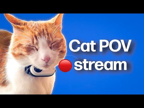 🔴 Cat POV! 🐈 / Unedited Clips Stream #19