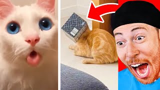 I Found the FUNNIEST Cat Fails