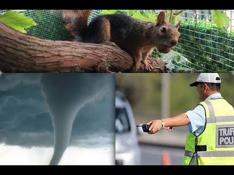 Tropik fırtına, radar hız cezası ve kestane yiyen bir sincap arasındaki ilişki nedir?