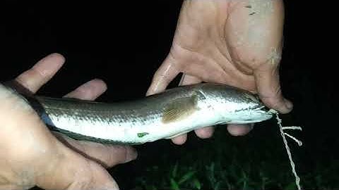 Cắm câu cá lóc ngày mưa gió bão bùng, và cái kết...