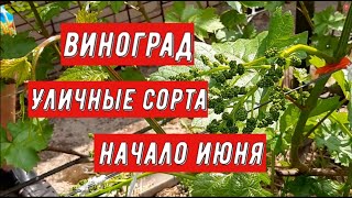 Виноград. Уличные сорта. Начало июня. Виноградник Вадима Точилина