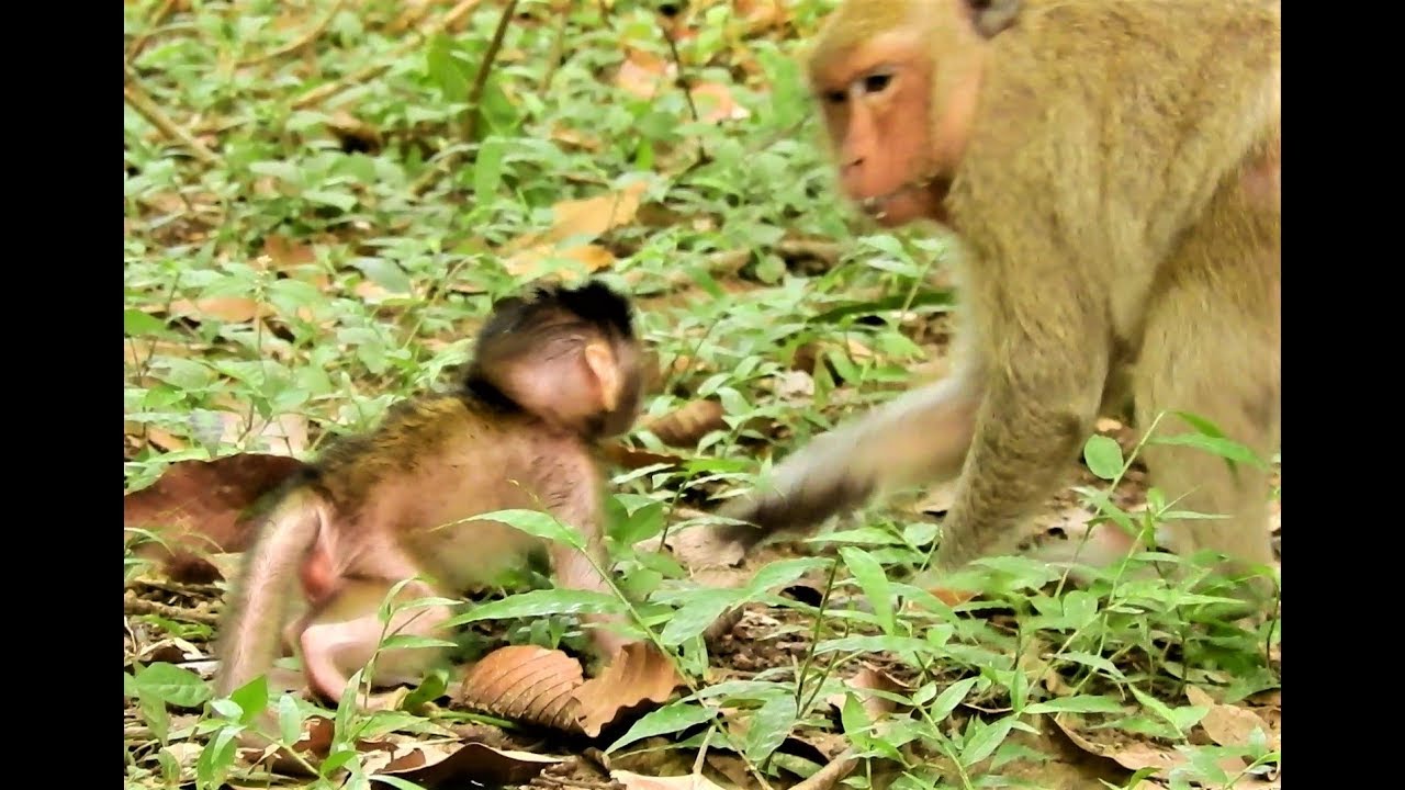 Awesome!!! Jill so happy Newborn when Baby Monkey Jilla Very Strong And Want To Walk