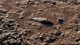 Hundreds of fish dead in drying pond due to drought | SWNS