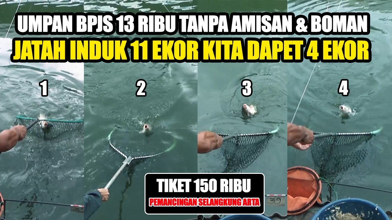 TIKETNYA BPJS 150 RIBU UMPANNYA BPJS 13 RIBU‼️ HASILNYA 4 EKOR BABON DAN BISA TOTAL WILAYAH TAPI