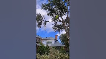 Proper Rigging Technique #treework #treeremoval #treerigging #treeclimber ##treeworker #rigging