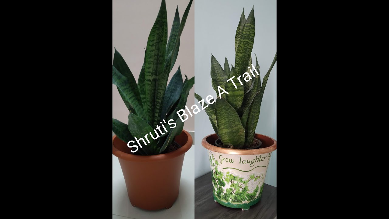 Decoupage on plastic planter | DIY Planter ideas | Decoupage art | Gardening